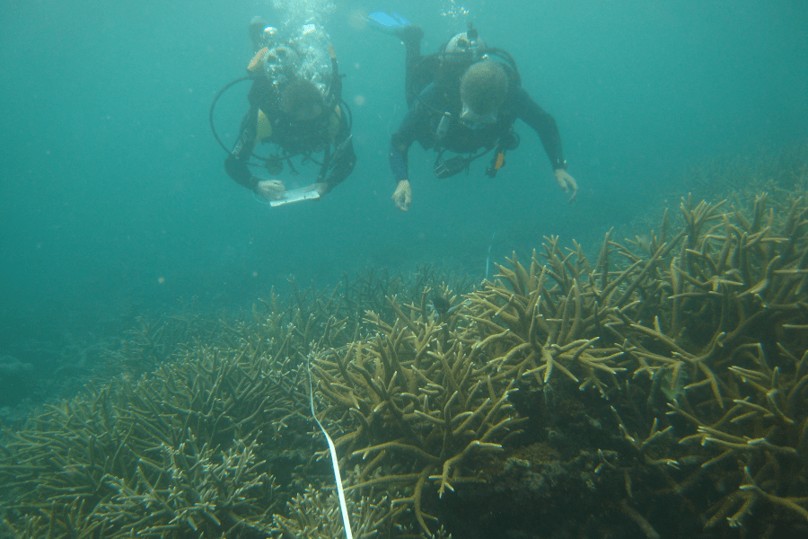 A diving buddy pair taking Reef Check Australia substrate data on the Great Barrier Reef