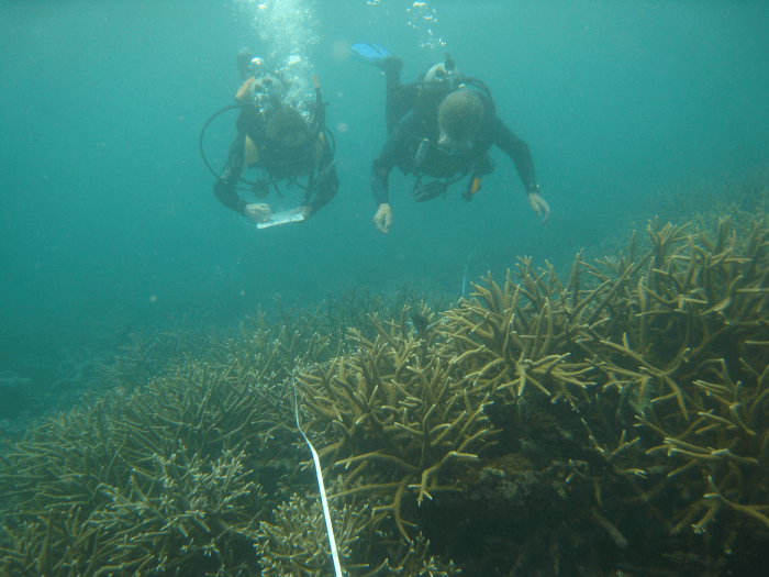 A diving buddy pair taking Reef Check Australia substrate data on the Great Barrier Reef
