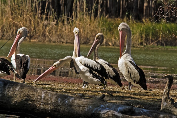 Pelicans at Barmah National Park, Victoria