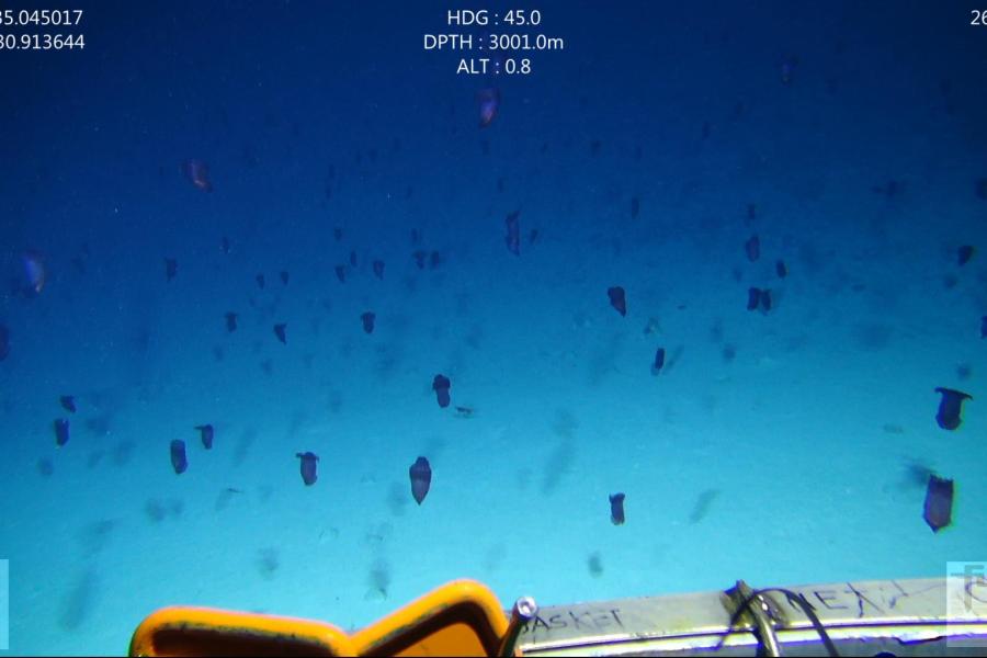 Purple sea cucumbers swimming by a remotely-operated vehicle at a depth of 3000m in the Great Australian Bight.