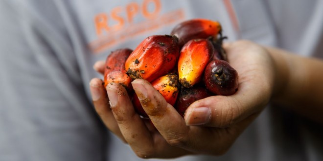 oil palm fruit sitting in the palm of a person's hand